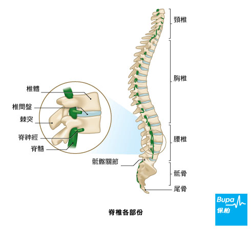Backpain_Spine-Chi