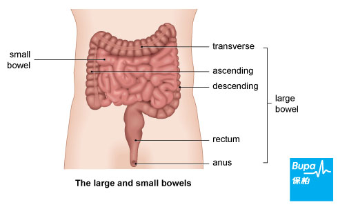 Bowel cancer_Large-and-small-bowels_Eng