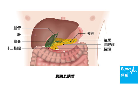 liver cancer_pancreas_ducts-chi
