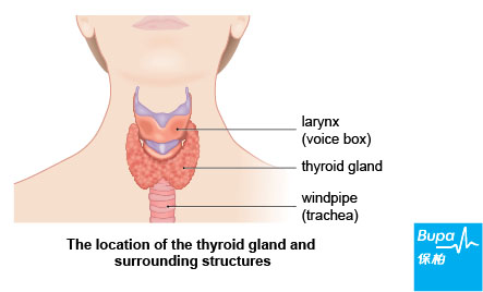 Thyroid_gland_Eng