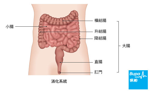 大腸