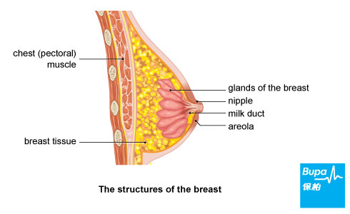 Breast tissue