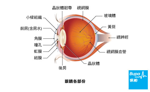 正常的眼睛