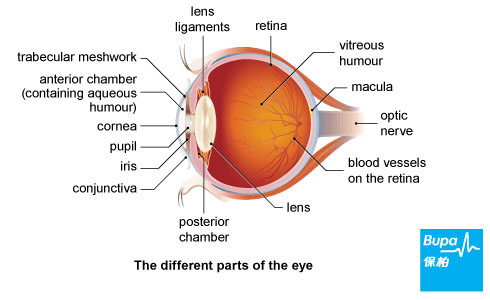 Cataract Removal
