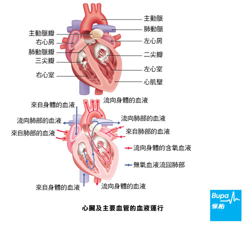 心瓣膜更換