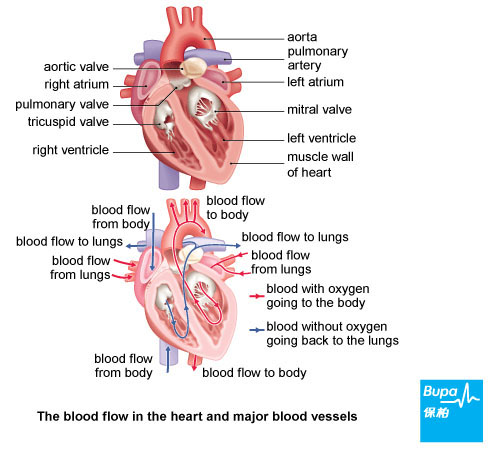 heart valve replaced