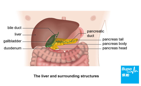 The liver