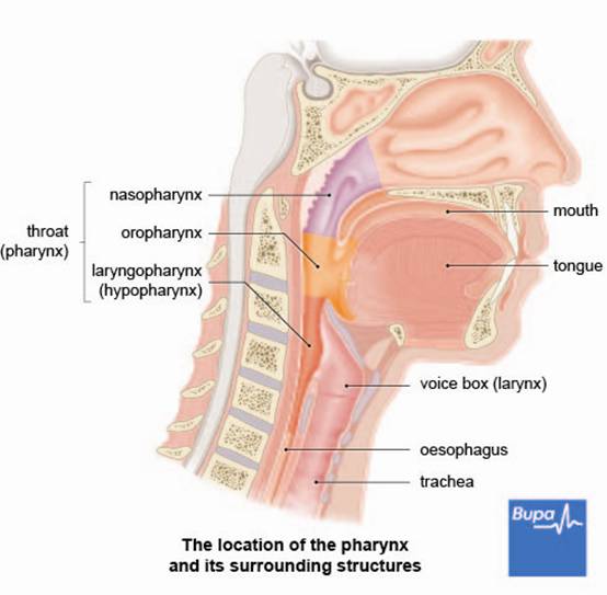 Deep throat nose in bellybutton