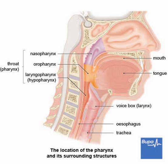 About Pharyngitis